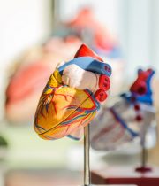 Cardiology and Critical Coronary Care